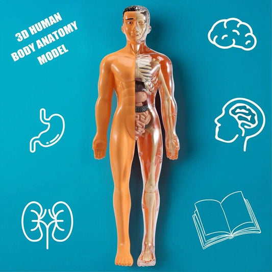 Löstagbar leksaksmodell av människa