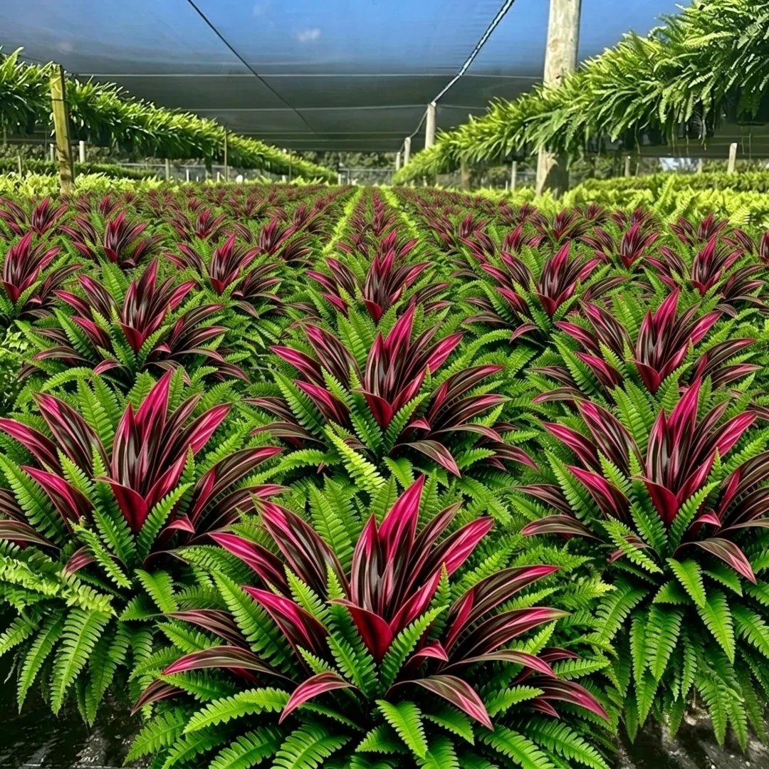 🌿 UV-resistant artificial ferns & red dragon trees – Full, lush, and colorfast!
