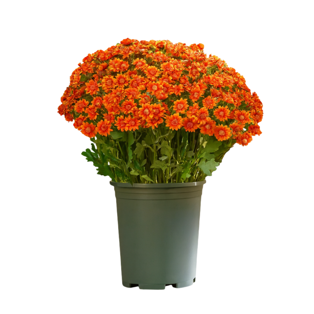 🌼- Artificial Outdoor Sunset Mums Flowers - UV resistant, Waterproof, Windproof