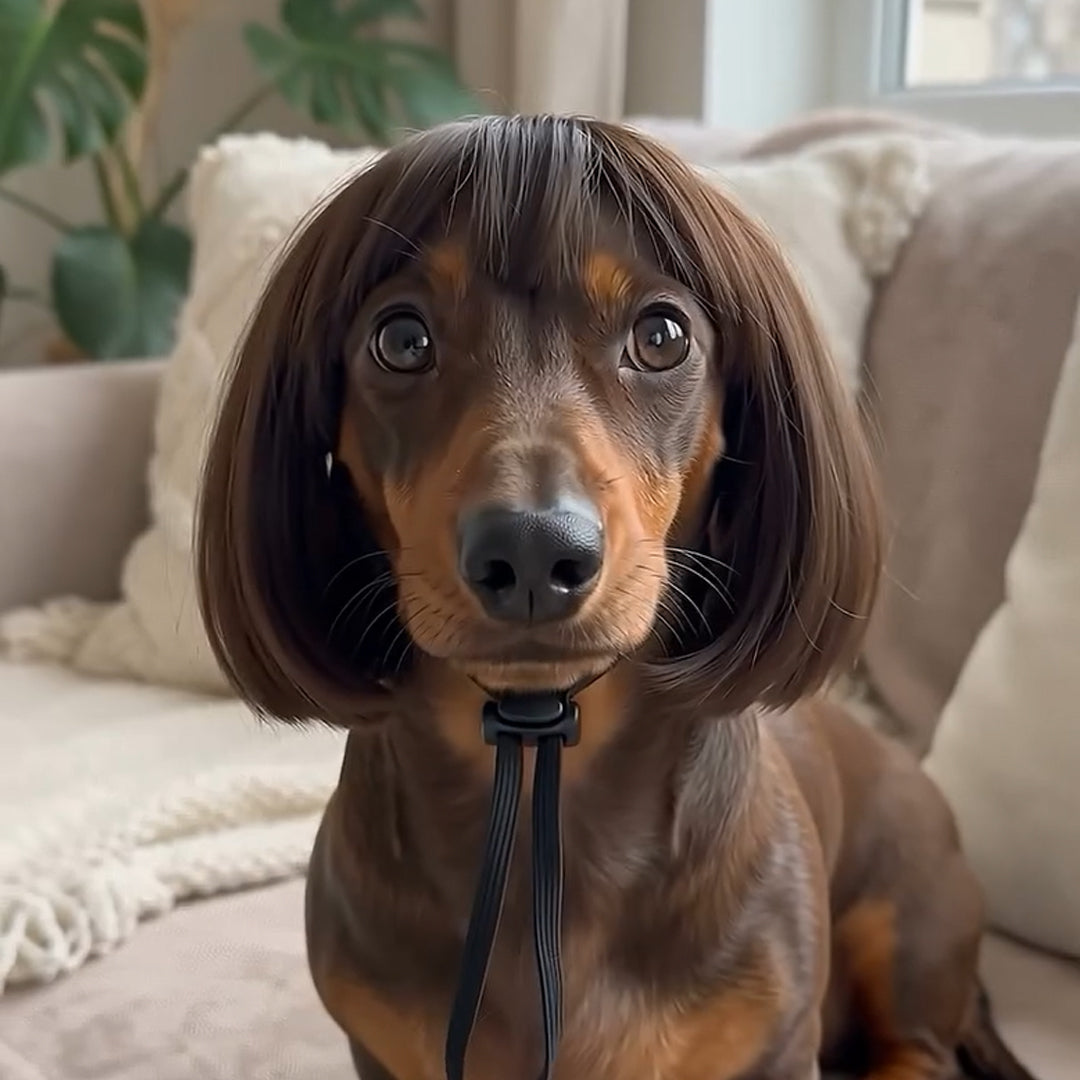 Personalized Fun Pet Wigs for Halloween & Dog Cosplay