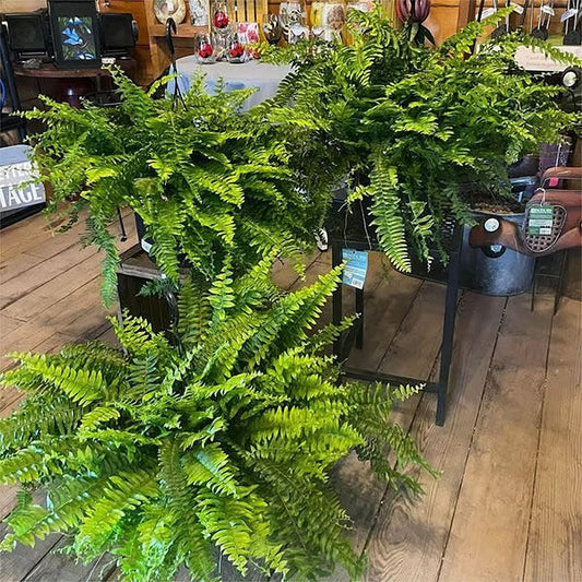 UV-beständig naturtrogen konstgjord Boston Fern