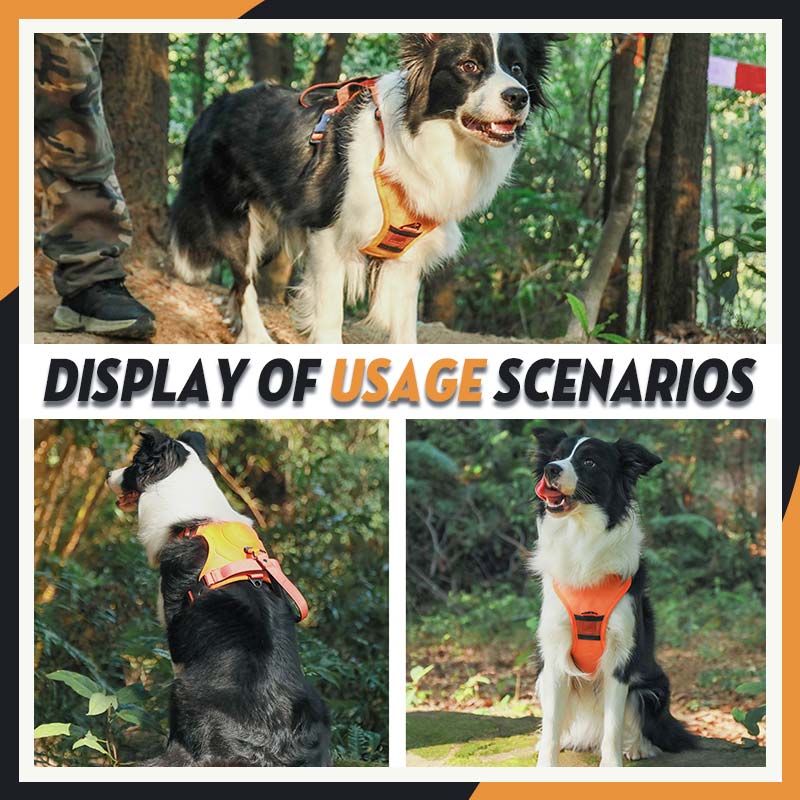 Husdjur explosionssäker väst bröst och rygg koppel