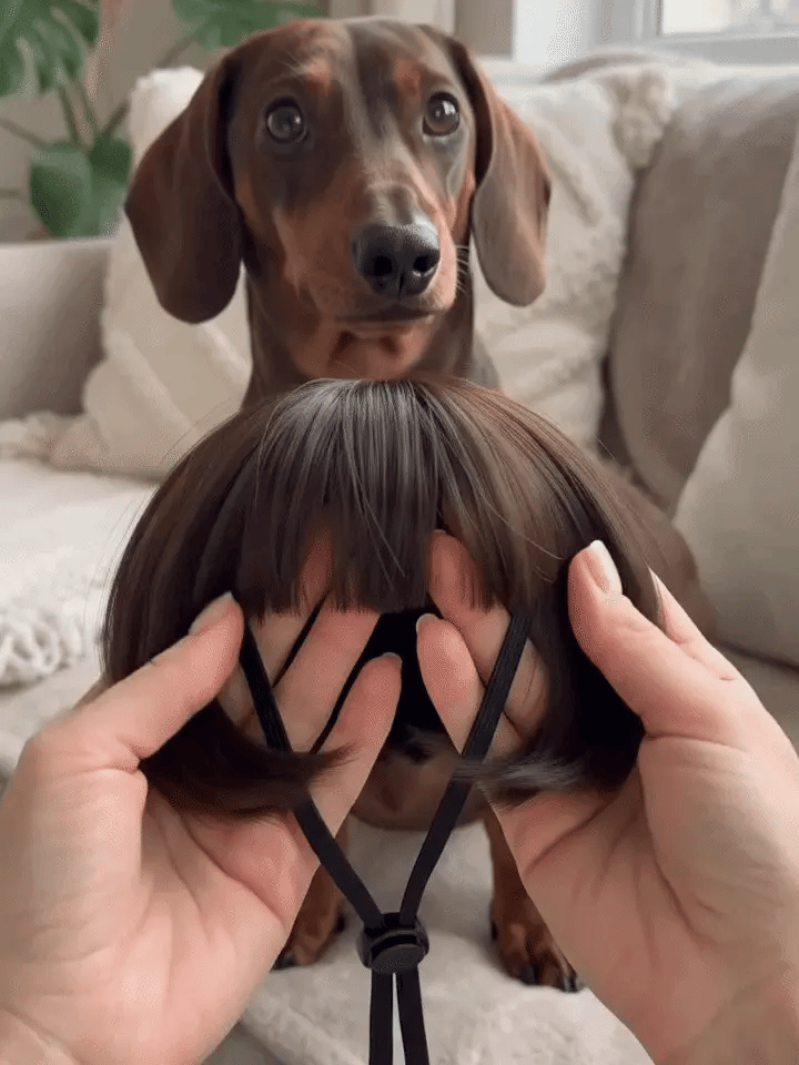 Personalized Fun Pet Wigs for Halloween & Dog Cosplay