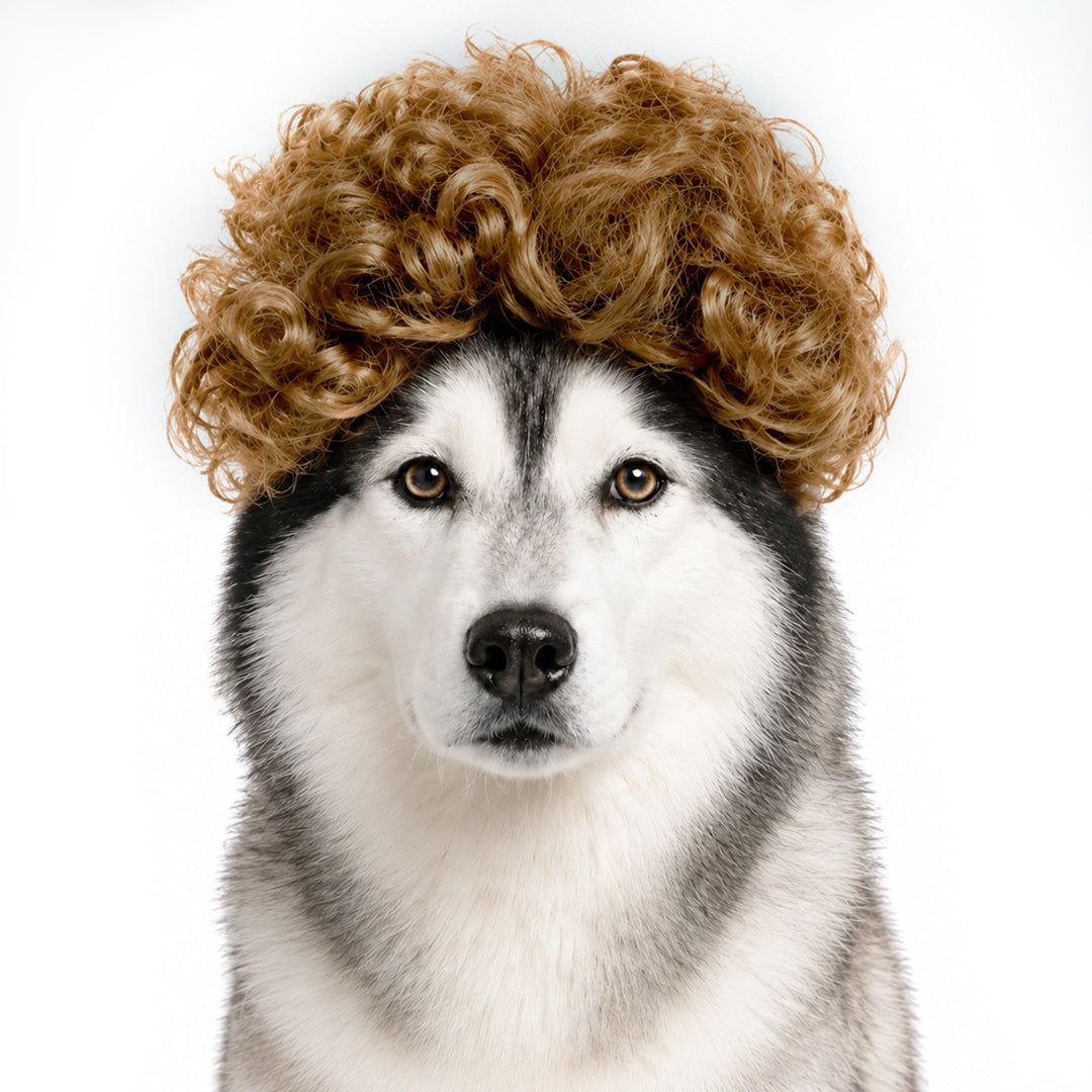 Personalized Fun Pet Wigs for Halloween & Dog Cosplay