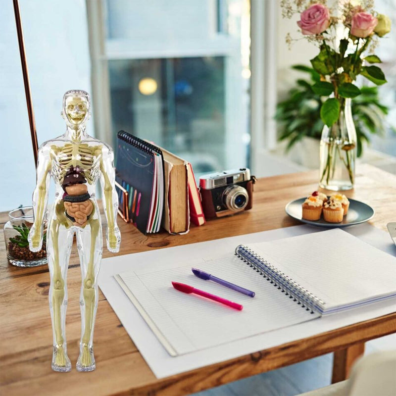 Löstagbar leksaksmodell av människa