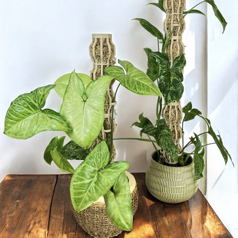 🌿Give Your Climbing Plants the Support They Deserve  | Plant Moss Pole for Monstera & Pothos🌿