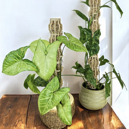 🌿Give Your Climbing Plants the Support They Deserve  | Plant Moss Pole for Monstera & Pothos🌿