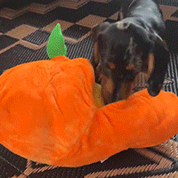 Seek Plush Dog Toys