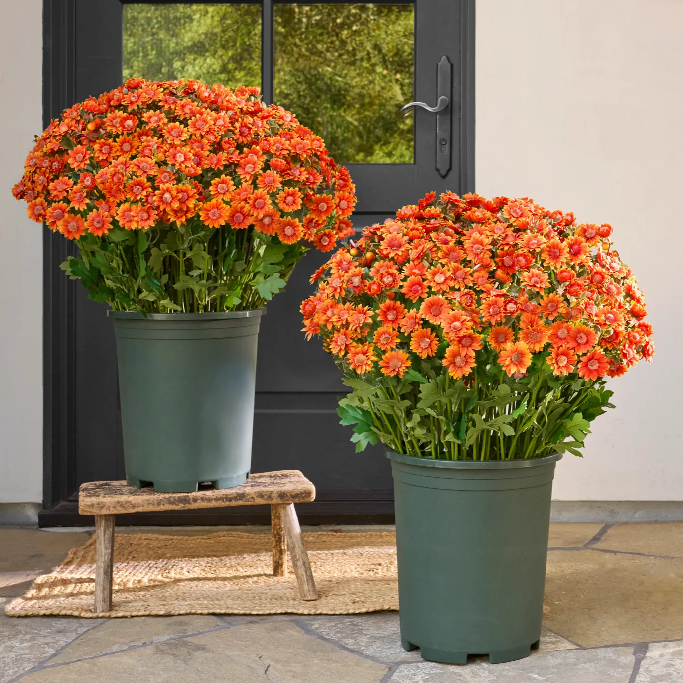 🌼- Artificial Outdoor Sunset Mums Flowers - UV resistant, Waterproof, Windproof