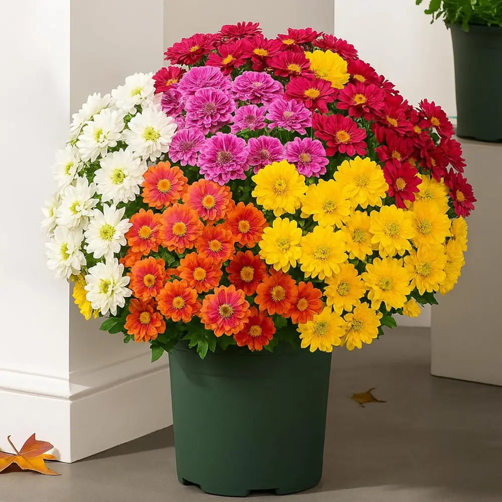 🌼- Artificial Outdoor Sunset Mums Flowers - UV resistant, Waterproof, Windproof