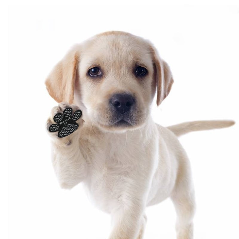 🐾Hundtassskydd🐾