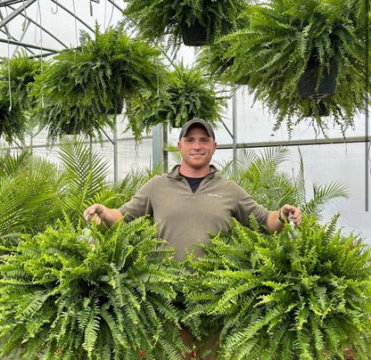 🌱 UV-Resistant Lifelike Artificial Boston Fern