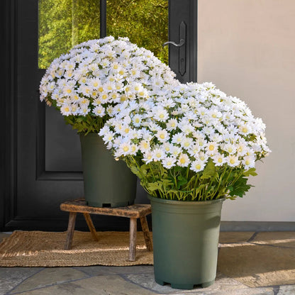🌼- Artificial Outdoor Sunset Mums Flowers - UV resistant, Waterproof, Windproof