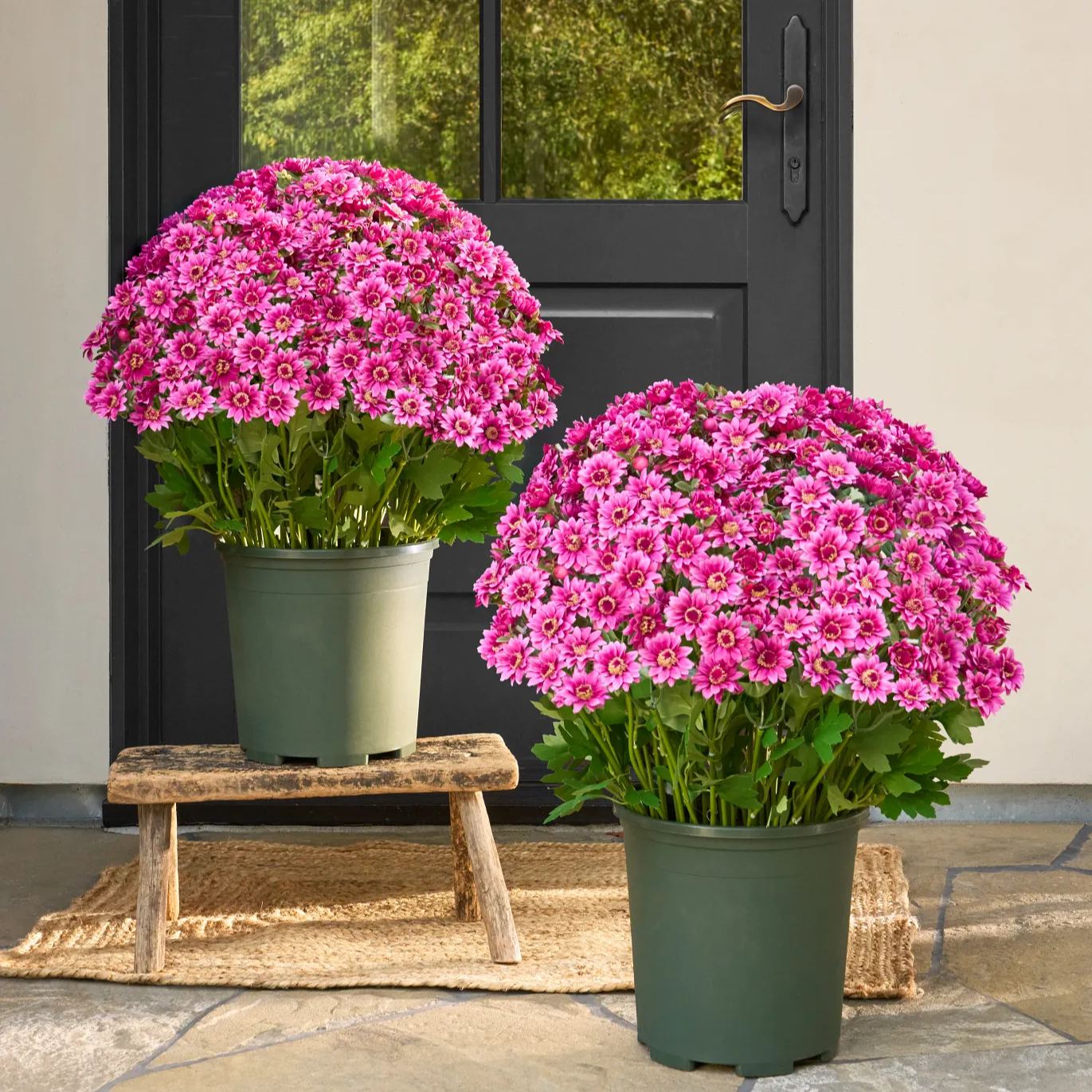 🌼- Artificial Outdoor Sunset Mums Flowers - UV resistant, Waterproof, Windproof