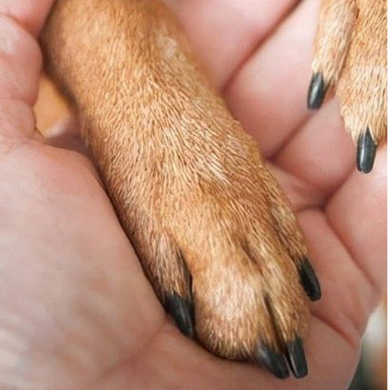 🎉 2026 Sale — Over 50,000 Sold!🐕Wooden Pet Nail File with Replaceable Pads Gentle Paw Grooming Tool for Dogs Cats Small Pets