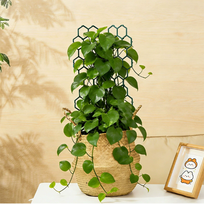 🌿 Honeycomb Plant Trellis – Rust-Proof, Stackable, Easy Install 🐝